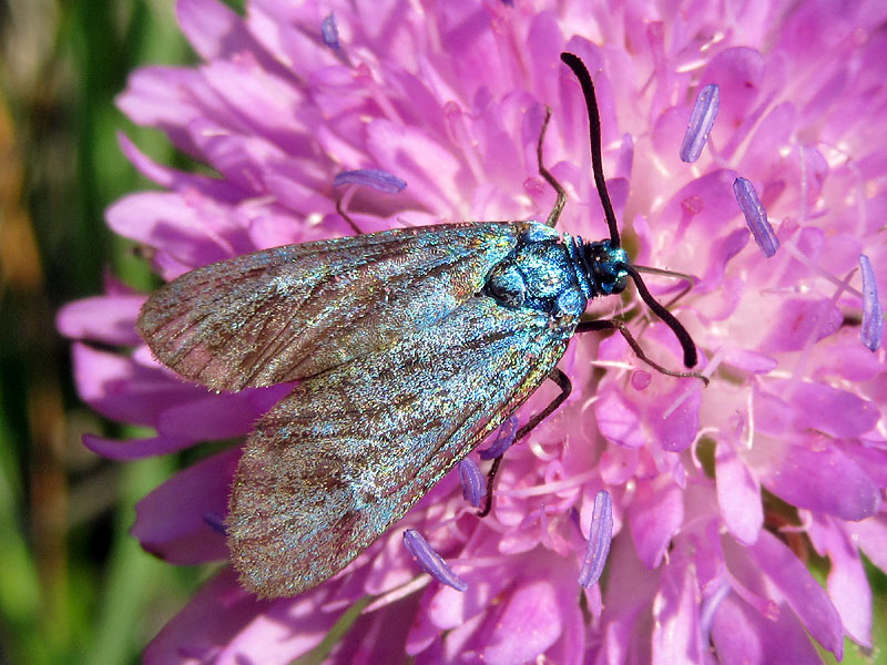 Zygaenidae da identificare - Adscita o Jordanita sp.
